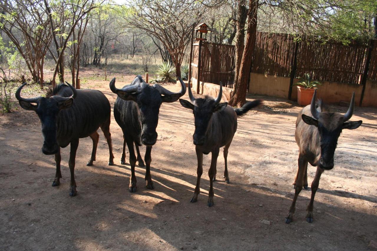 Kiburi Lodge @ Kruger, A Secluded Bushveld Getaway Марлот-Парк Екстер'єр фото