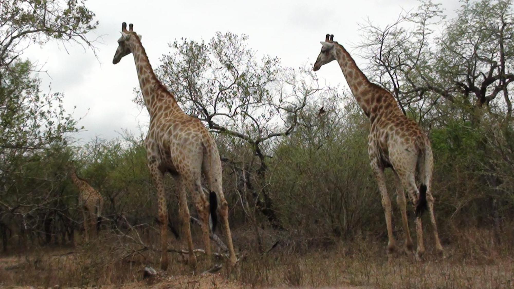 Kiburi Lodge @ Kruger, A Secluded Bushveld Getaway Марлот-Парк Екстер'єр фото