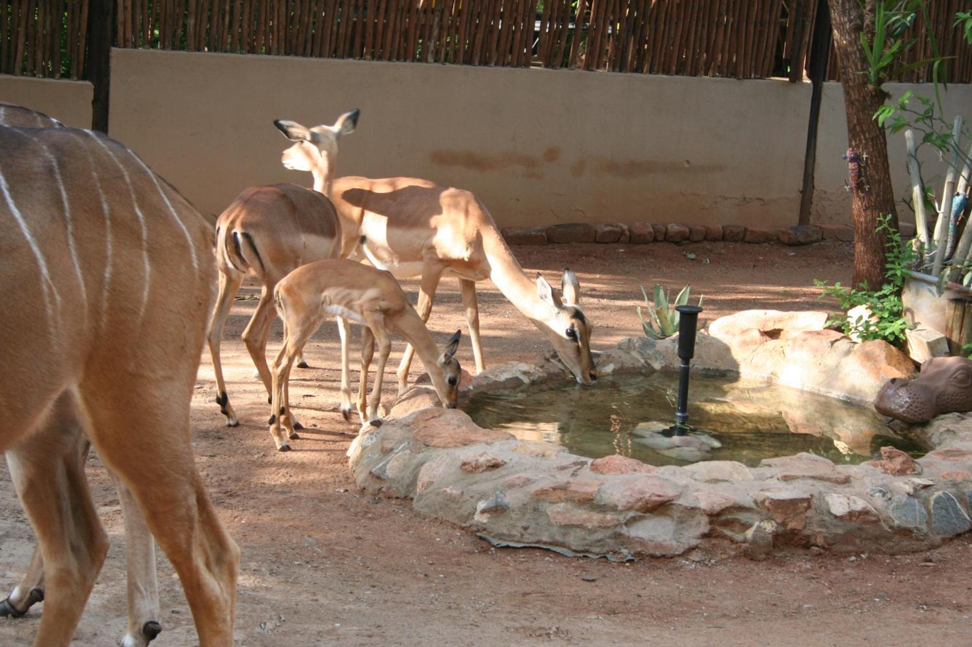 Kiburi Lodge @ Kruger, A Secluded Bushveld Getaway Марлот-Парк Екстер'єр фото