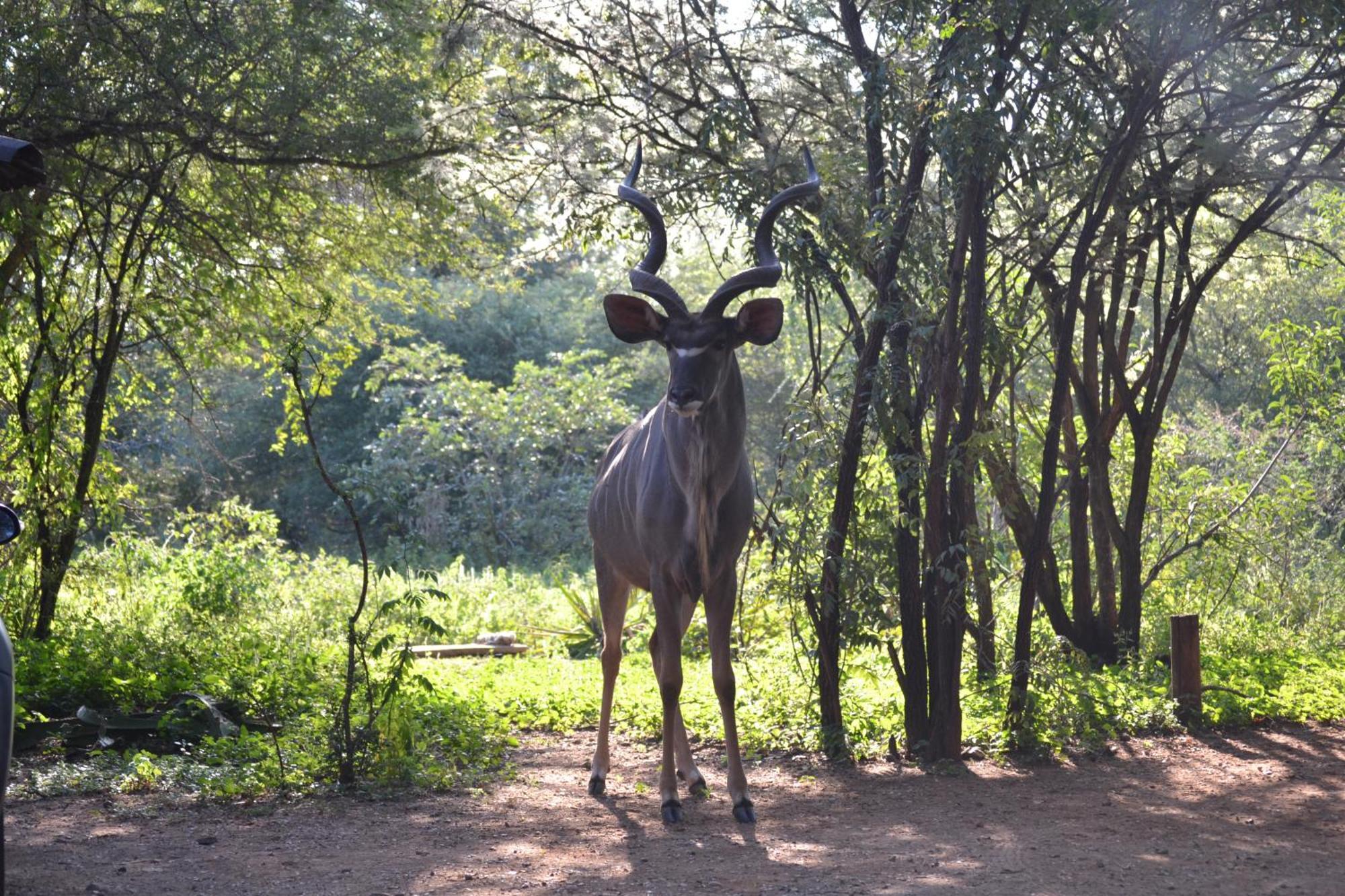 Kiburi Lodge @ Kruger, A Secluded Bushveld Getaway Марлот-Парк Екстер'єр фото