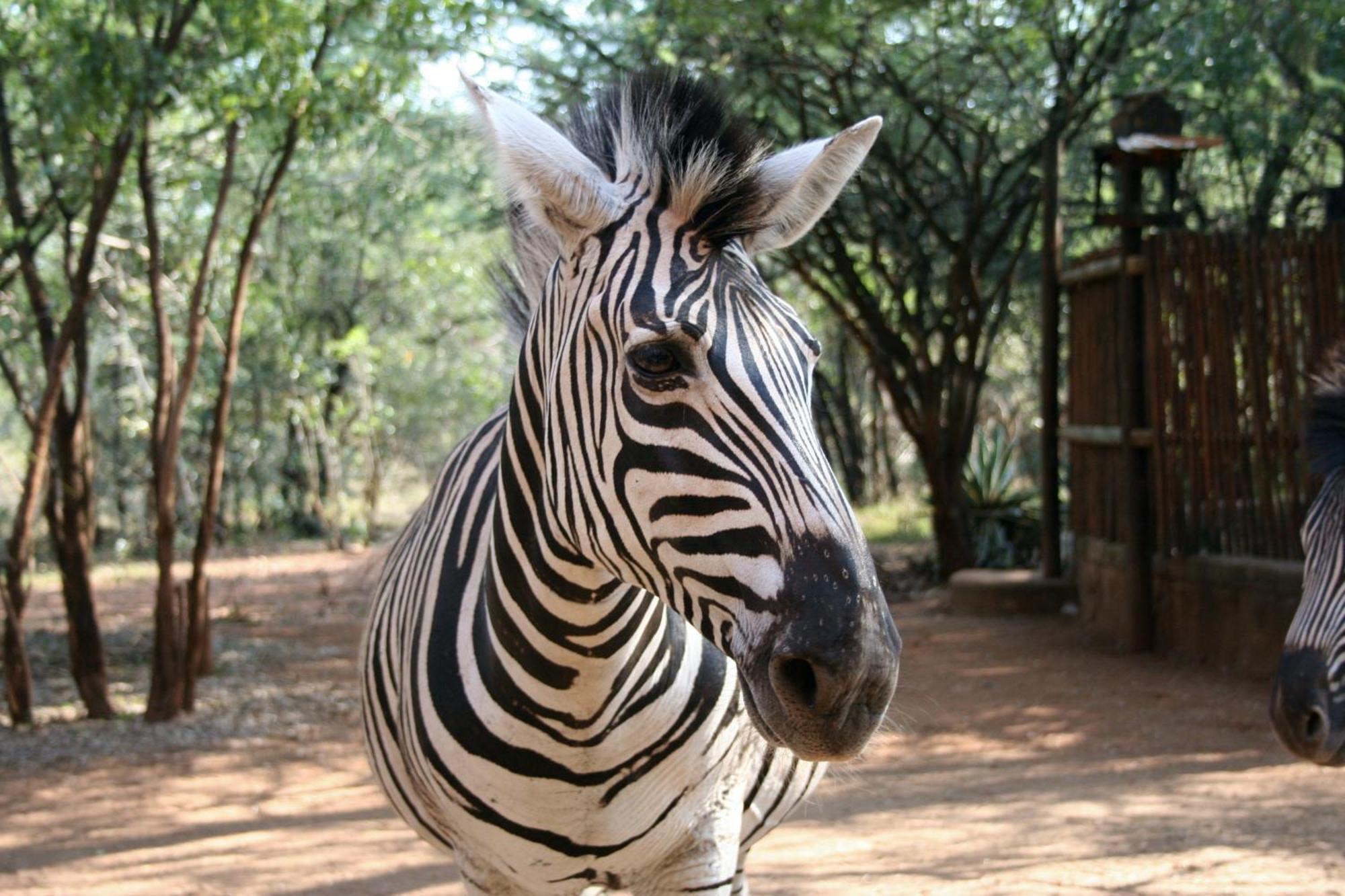 Kiburi Lodge @ Kruger, A Secluded Bushveld Getaway Марлот-Парк Екстер'єр фото